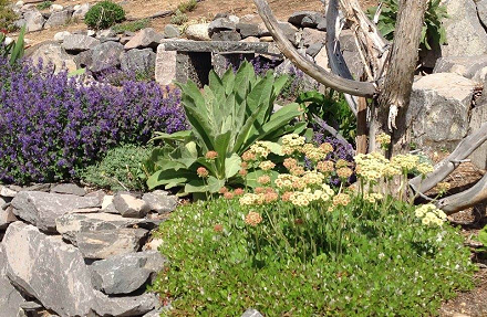 Garden Photo